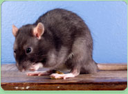 rat control Allerdale