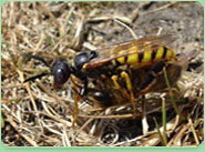 wasp control Allerdale